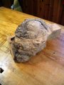 Maple Burl Cutoffs Close-Up